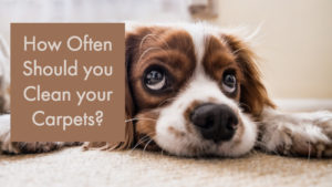 How often should I get my carpets cleaned?