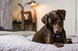 Breckenridge dog friendly rentals