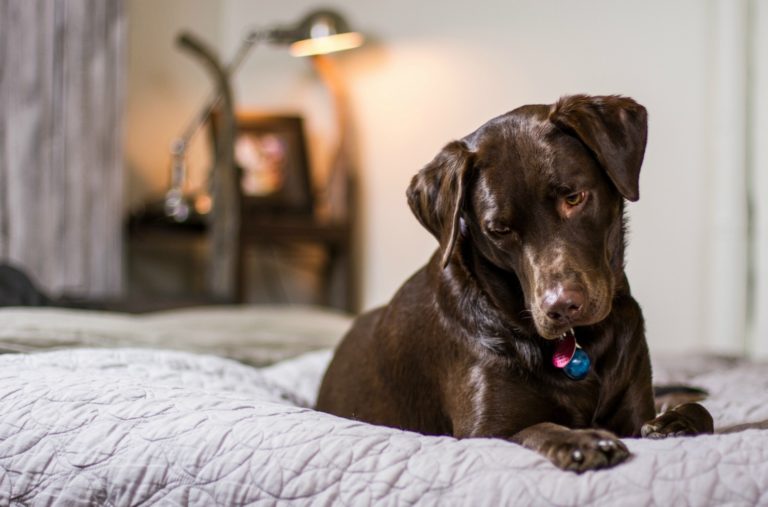 Breckenridge dog friendly rentals