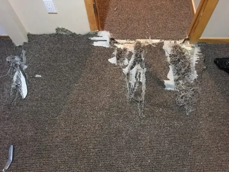 Severely damaged carpet from pet scratching and tearing before repair in Summit County Colorado