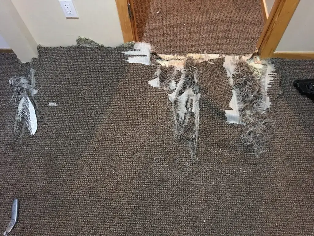 Severely damaged carpet from pet scratching and tearing before repair in Summit County Colorado